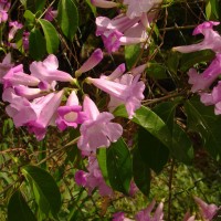 Mansoa hymenaea (DC.) A.H.Gentry